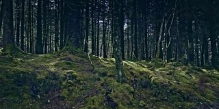 绿色的山丘上覆盖着森林。自然美。苏格兰