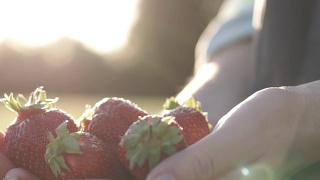 农夫手中的新鲜有机草莓视频素材模板下载