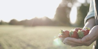 农夫手中的新鲜有机草莓