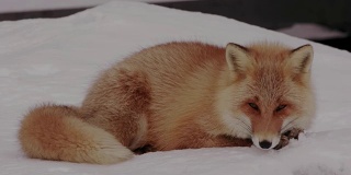 狐狸吃雪