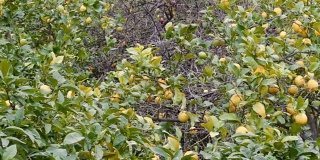 橙树，索勒，马略卡岛