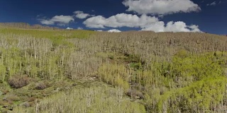 无人机飞越犹他州博尔德山的白杨森林