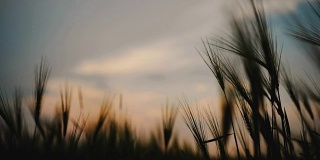 小麦在蓝色的时刻被微风轻轻吹动。晚霞的剪影映在天空的光影背景上