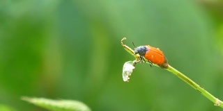 小红色昆虫的特写