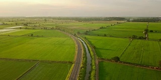 开阔的道路日落自然水稻农场