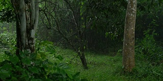 雨滴落在绿叶上