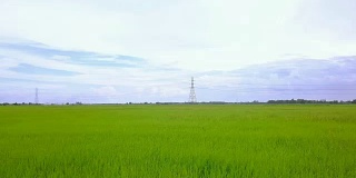 绿色水稻农场，蓝天低空无人机