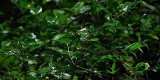 雨滴落在绿叶上