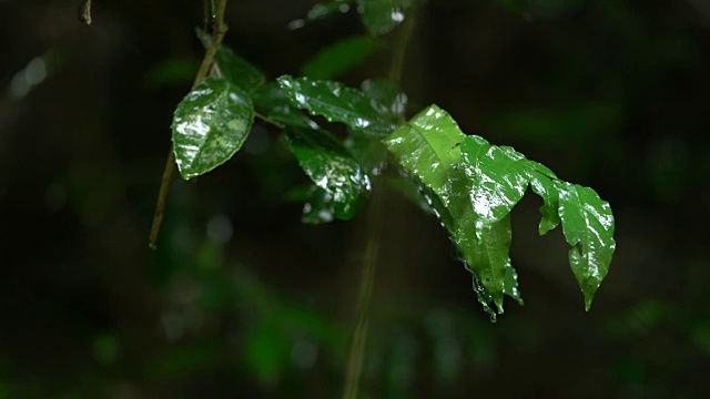 雨滴落在绿叶上