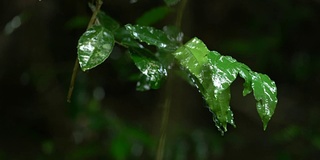 雨滴落在绿叶上