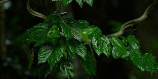 雨滴落在绿叶上