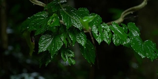 雨滴落在绿叶上