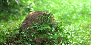 雨滴落在绿叶上