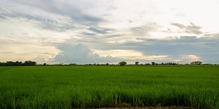 日落时间流逝绿色水稻农场亚洲泰国