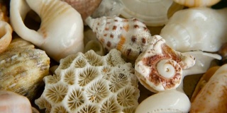 不同的混合彩色贝壳作为背景。各种珊瑚，海洋软体动物和扇贝壳。