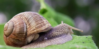 自然界中的葡萄蜗牛。特写镜头