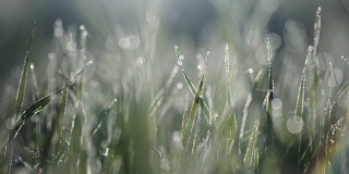 草地上的水滴。晨露。模糊的背景