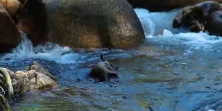 湍急的水流在清澈的水岩石河在山上。蜻蜓坐在湍急的山河中的巨石上。野生昆虫