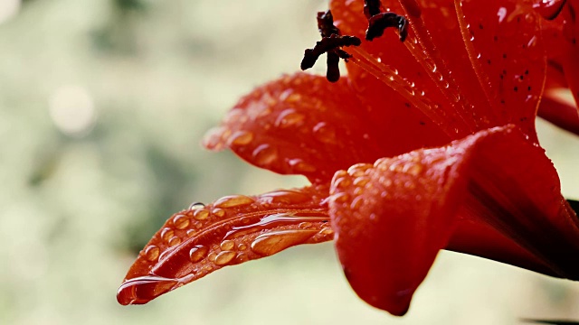 Red Hippeastrum flower