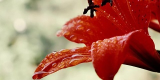 Red Hippeastrum flower