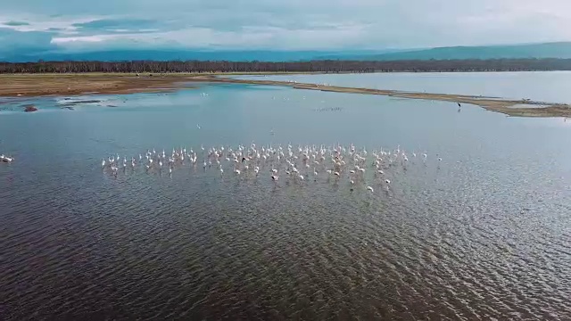 肯尼亚纳库鲁湖火烈鸟的鸟瞰图