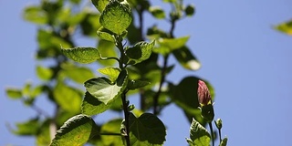 红木槿(芙蓉)