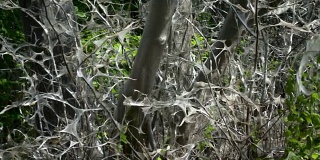 树木和灌木被鸟樱桃貂蛾幼虫织成的网所覆盖