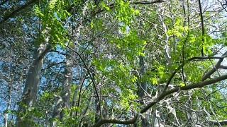 树木，灌木，灌木，所有的东西都被鸟-樱桃蛾覆盖着，向上倾斜视频素材模板下载