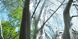 倾斜的树完全被鸟樱桃蛾幼虫的蜘蛛网覆盖