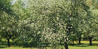 春天苹果树开花的树枝，伴着微风。盛开的苹果