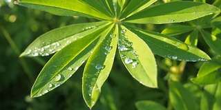 羽扇豆绿叶合上一滴雨露，雨后落在太阳上。夏天自然背景