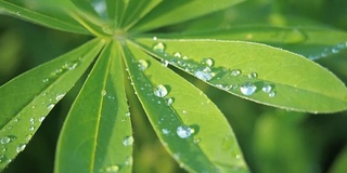 羽扇豆绿叶合上一滴雨露，雨后落在太阳上。夏天自然背景