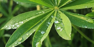 羽扇豆绿叶合上一滴雨露，雨后落在太阳上。夏天自然背景