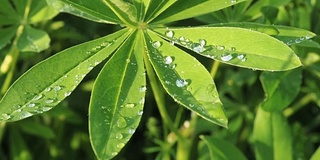 羽扇豆绿叶合上一滴雨露，雨后落在太阳上。夏天自然背景