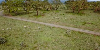 鸟瞰肯尼亚纳库鲁湖国家公园非洲大草原上的野生斑马。