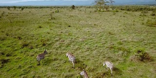 鸟瞰肯尼亚纳库鲁湖国家公园非洲大草原上的野生斑马。
