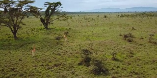 鸟瞰肯尼亚纳库鲁湖国家公园非洲大草原上的野生长颈鹿
