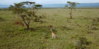 鸟瞰肯尼亚纳库鲁湖国家公园非洲大草原上的野生长颈鹿