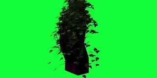 动画-绿色屏幕上的长春藤在柱子上生长