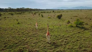 鸟瞰肯尼亚纳库鲁湖国家公园非洲大草原上的野生长颈鹿视频素材模板下载