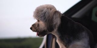 傍晚，一只狗坐在车后看着窗外，风吹着头发的慢动作。