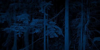 晚上爬上树林里的大树