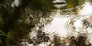 森林里的夏雨。有小溪穿过的雨林。水中倒影着树木和天空。雨滴滴入河中，在水面上打转