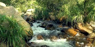 湍急的水流在岩石河在热带森林在山区。近距离观赏湍急的溪流、山河和周围奇异的植物