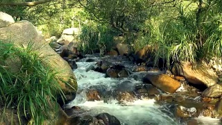 湍急的水流在岩石河在热带森林在山区。近距离观赏湍急的溪流、山河和周围奇异的植物视频素材模板下载