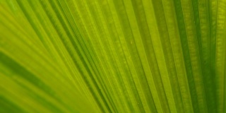 绿色多汁的热带叶。花的春天或夏天背景。