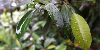 4K雨滴落在树叶上雨后，大自然的清新