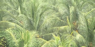 椰子树的绿枝在热带雨中随风摇摆