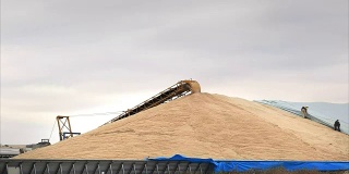 覆盖了风暴中收获的小麦