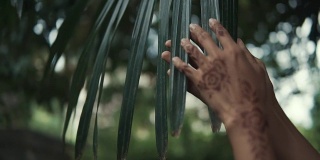 东方女子的手抚摸着热带棕榈树的绿叶，特写
